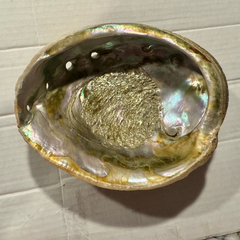 Iridescent Abalone Shell